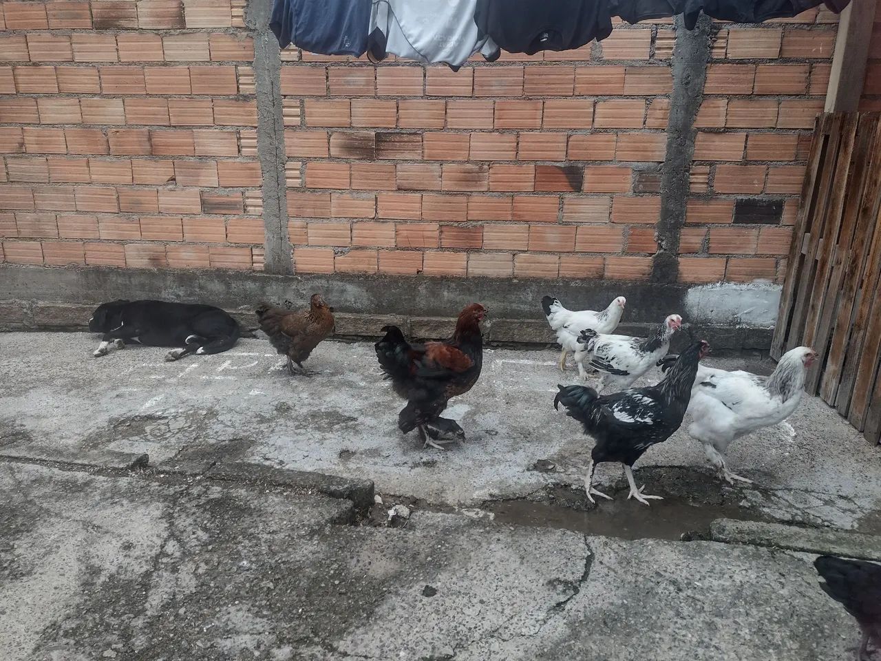 vendo frangos e franga Brama e caipira todos por 800,00 reais - Foto 3