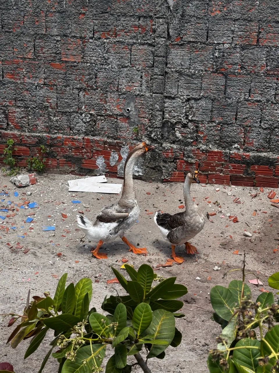 Casal africano  - Foto 2