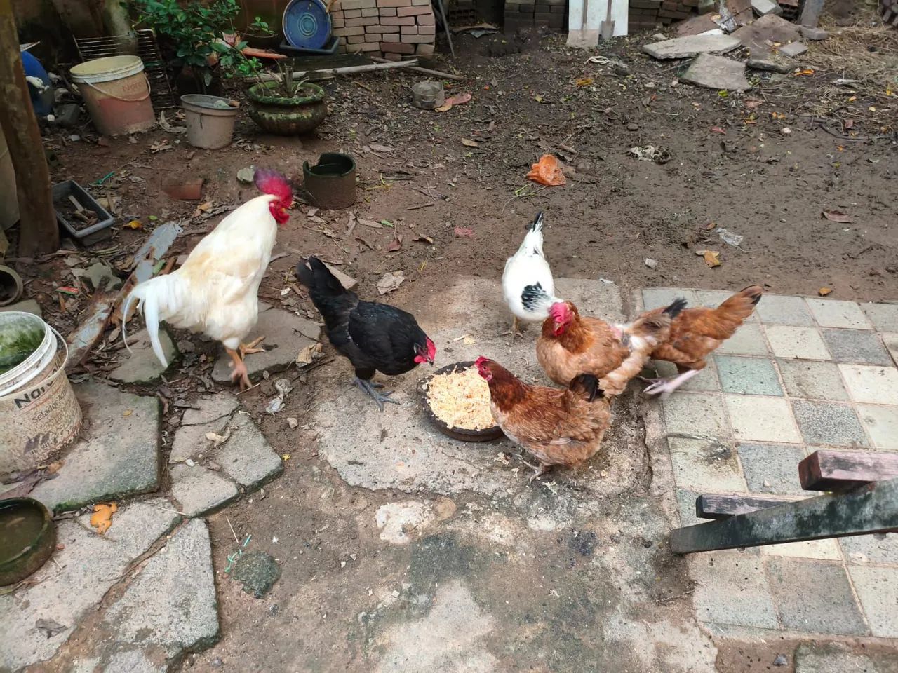 1 Galo e 5 galinhas - Foto 2