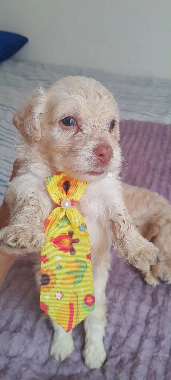Vendo Poodle  - Foto 4