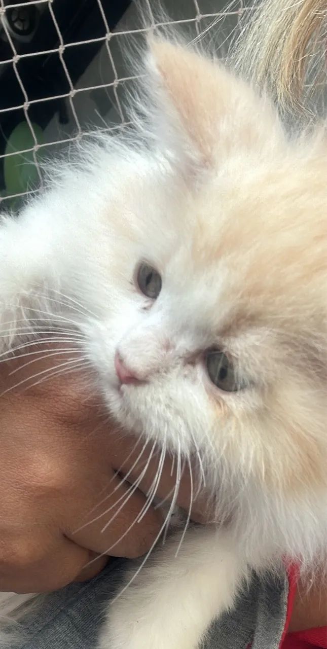 Maine coon - Foto 2