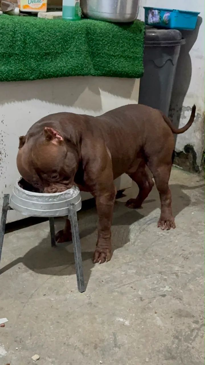 PITMONSTER DE 6 MESES A VENDA. - Foto 4