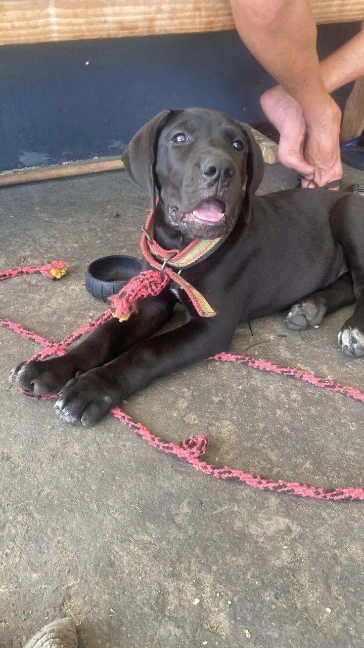 Cachorro