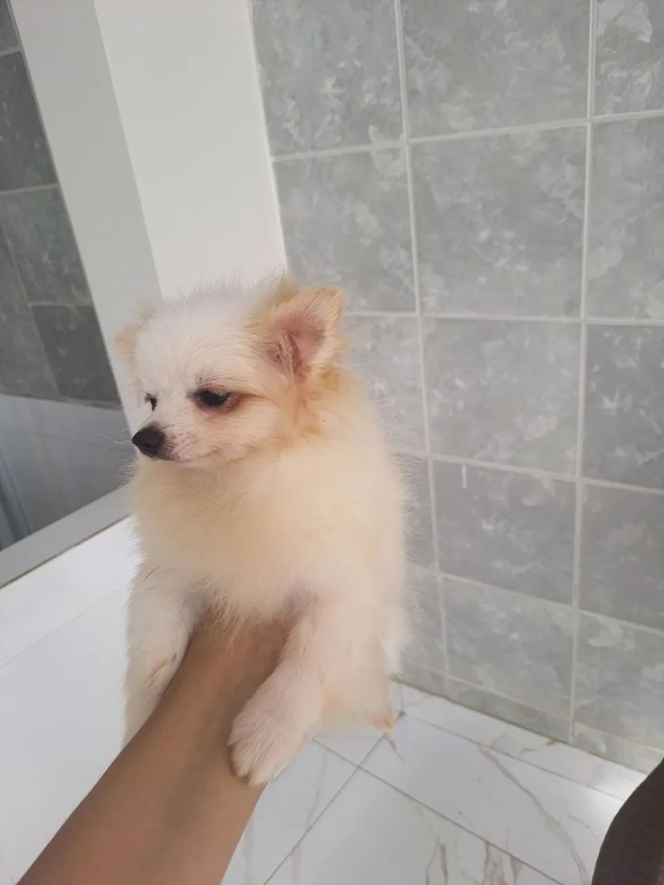 Spitz alemão  - Foto 2