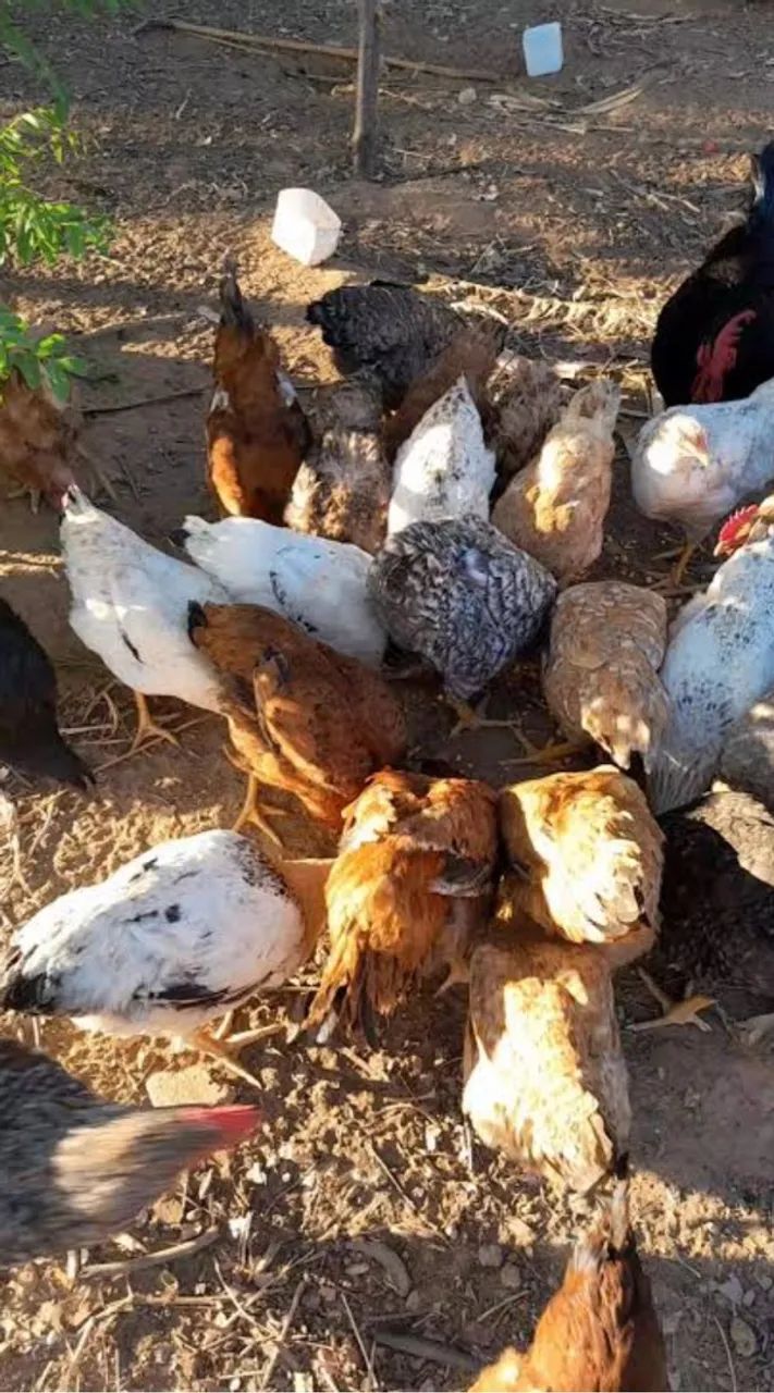 Galinhas e galos caipiras - Foto 2