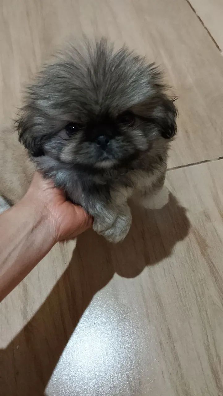Cachorro 