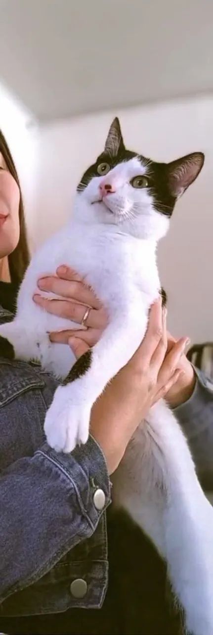 Doação Gato  - Foto 5