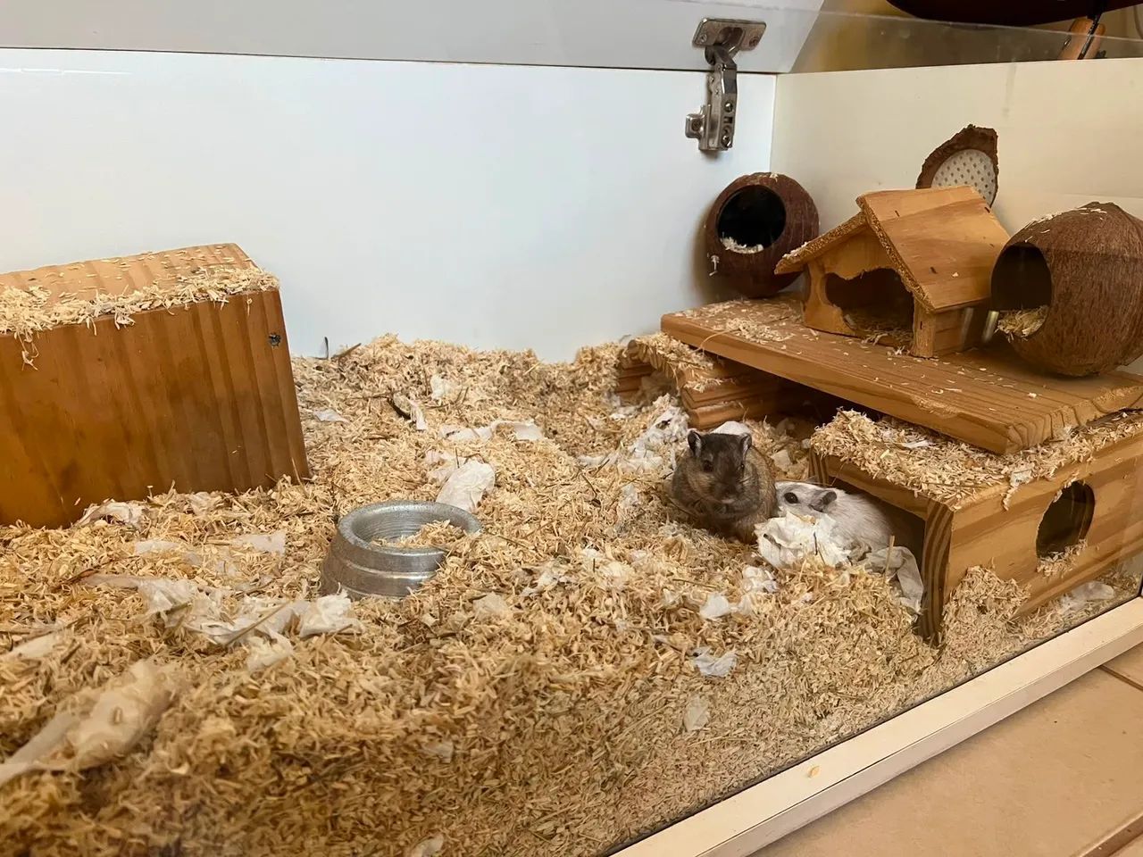 Gerbil com terrario - Foto 4
