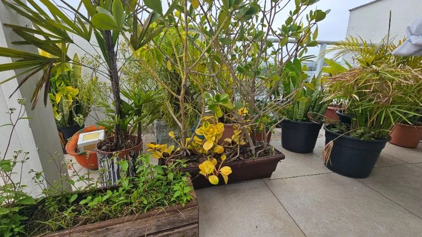 Combo de Vasos e plantas - Foto 2