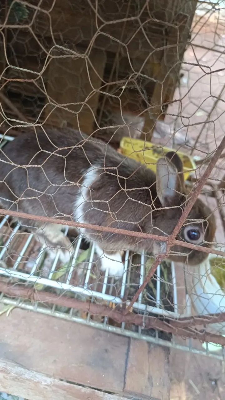 Casal de coelho mine - Foto 2