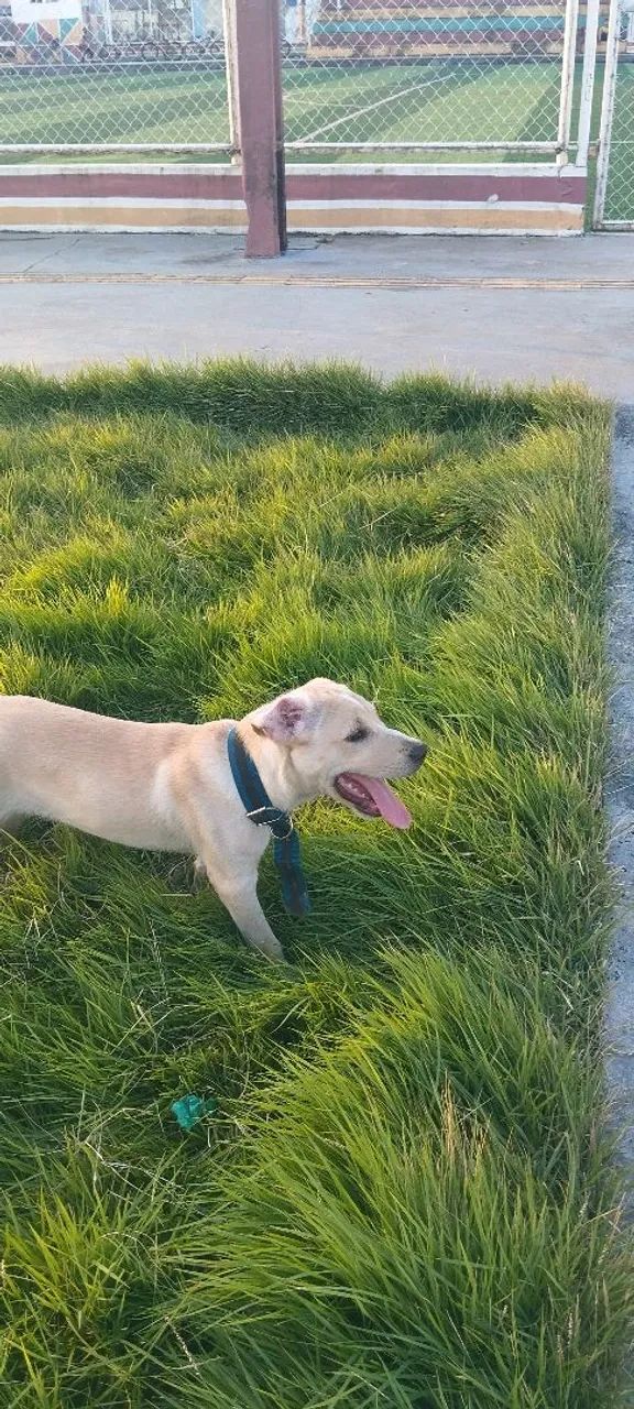 Vendo labrador 5 meses - Foto 4