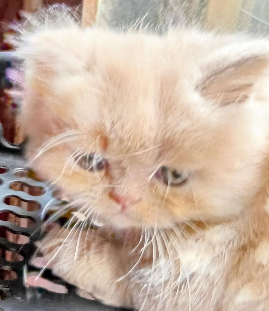 Gatinhos Persas