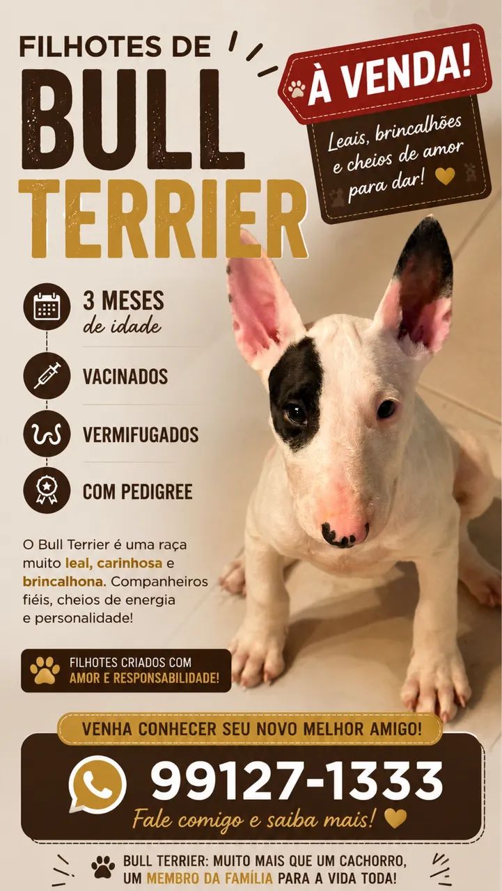 Filhotes de Bull terrier - Venda