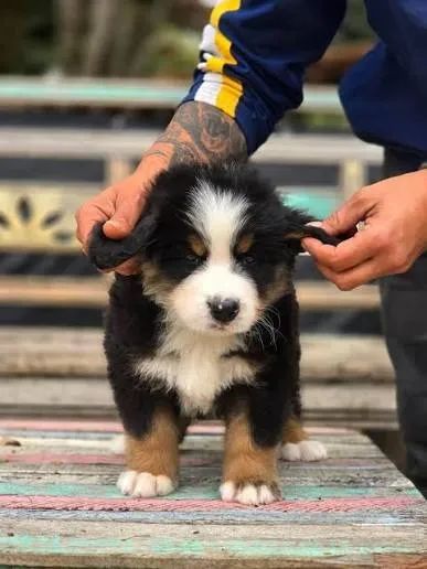 Bernese Mountain filhotes 