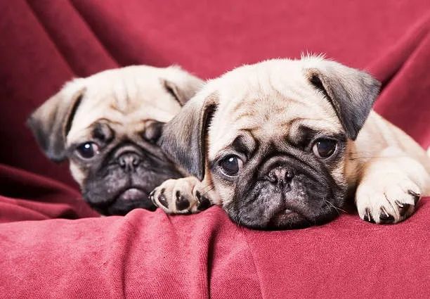PUG À VENDA