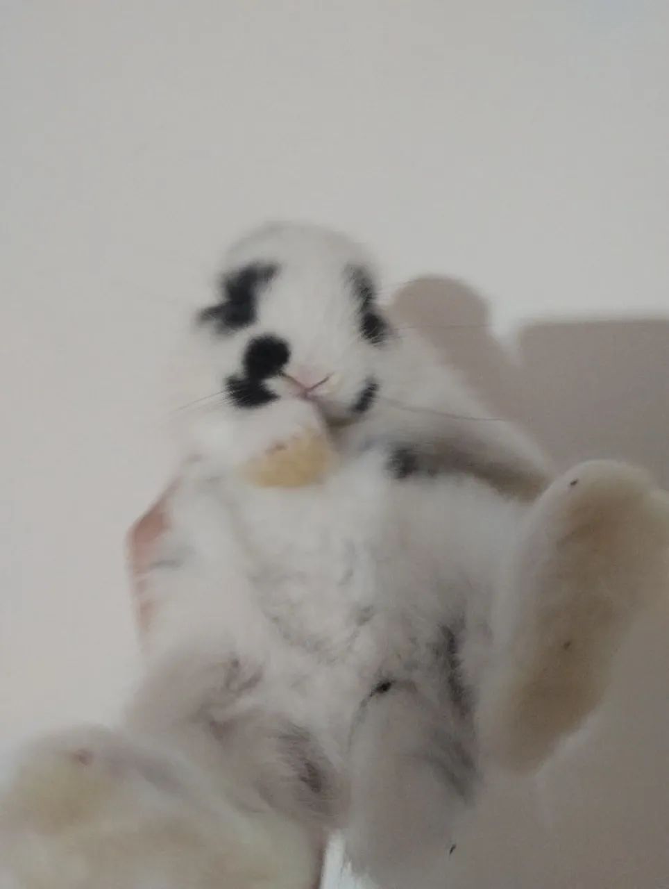 Vendo filhote de coelho  - Foto 3