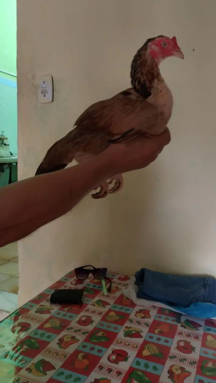 Frango e franga - Foto 3