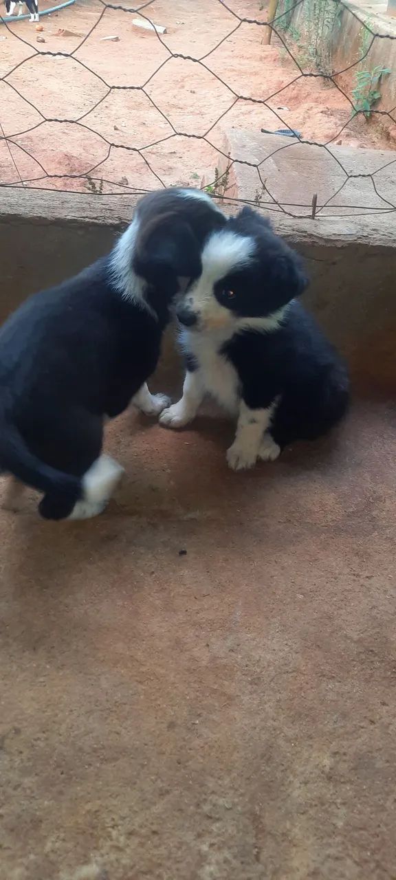 border collie - Foto 5