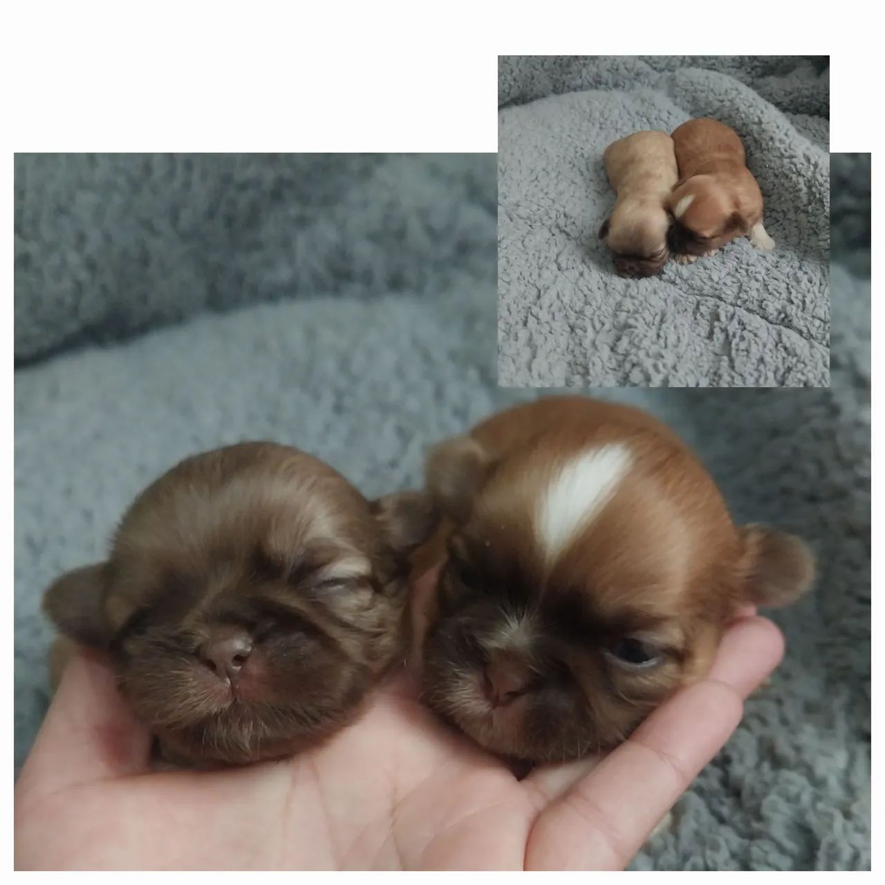 Shih tzu 