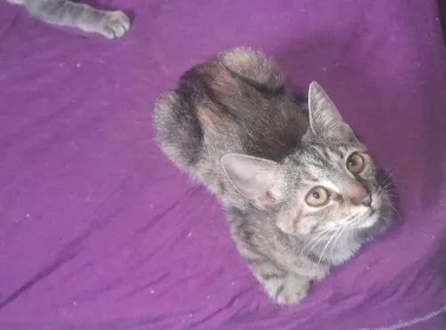 Doação de gato filhotes - Foto 3