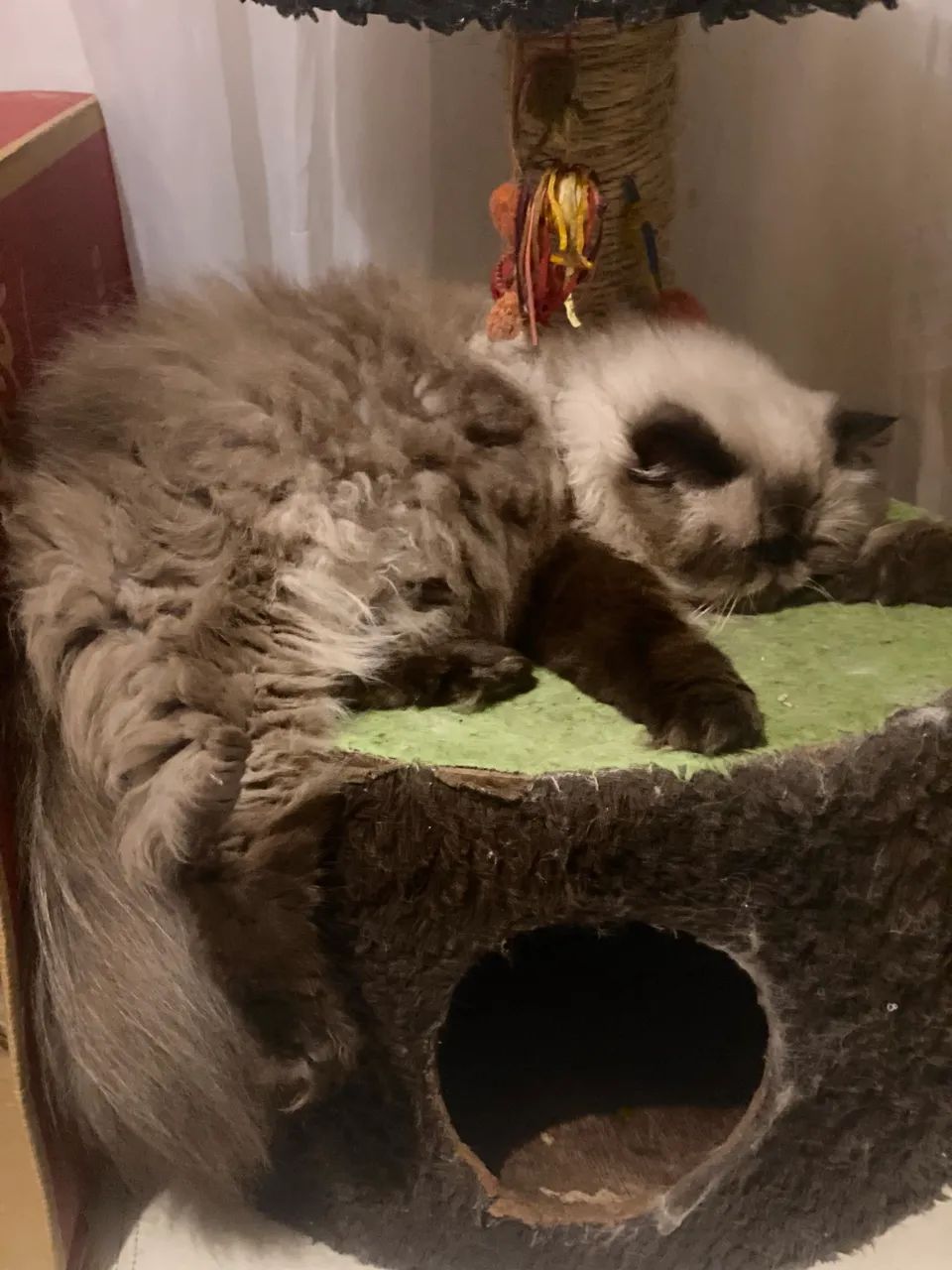 Gato persa macho 