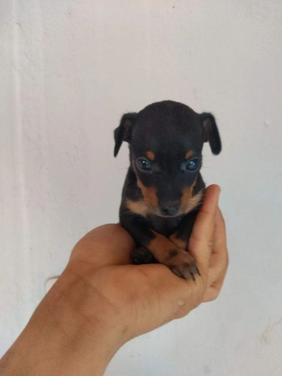 Pinscher 0
