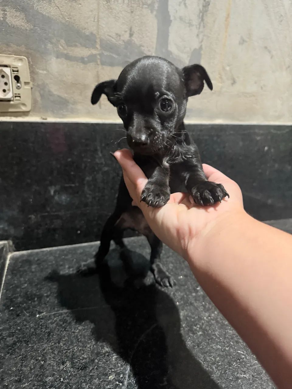 Pinscher  - Foto 3