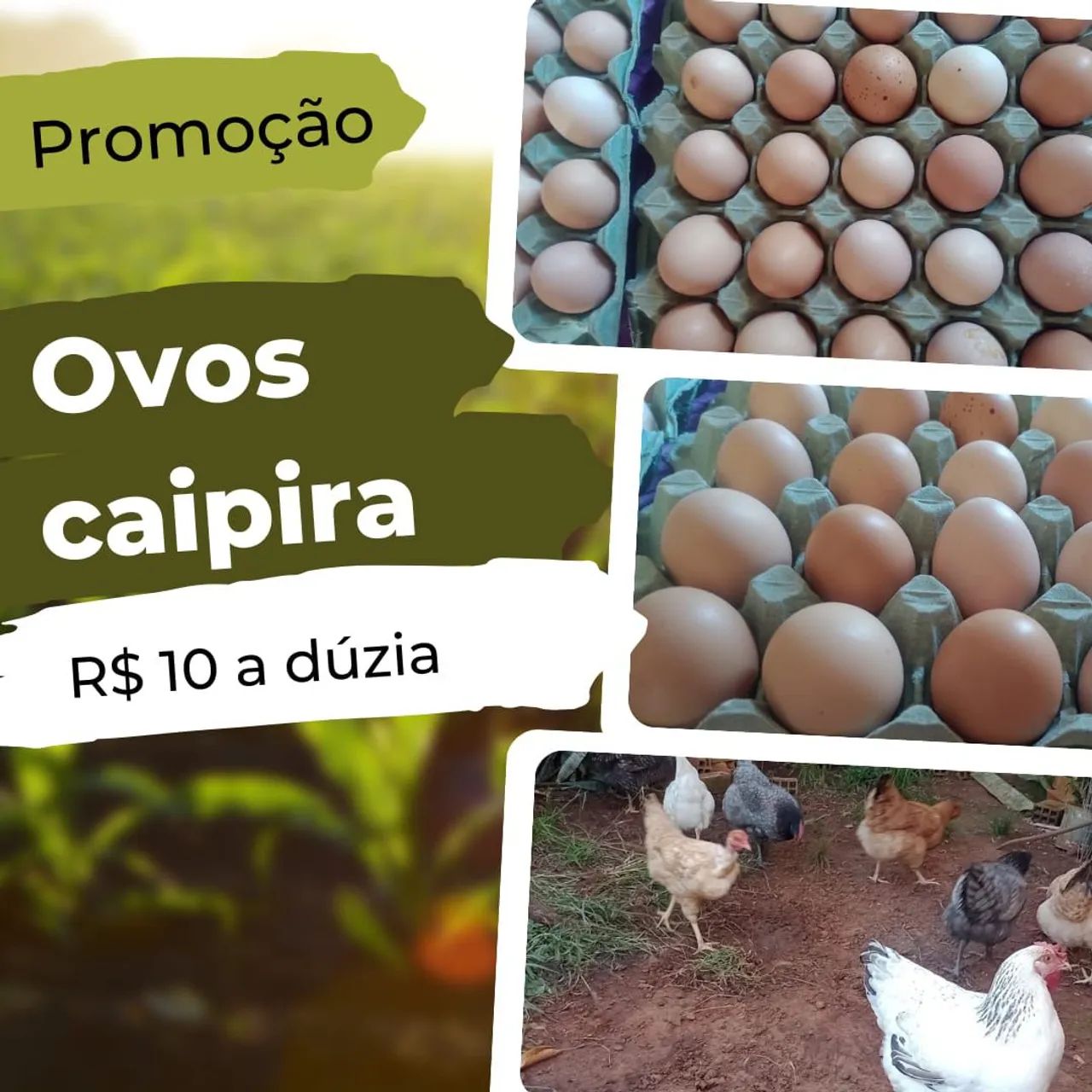 Ovo caipira