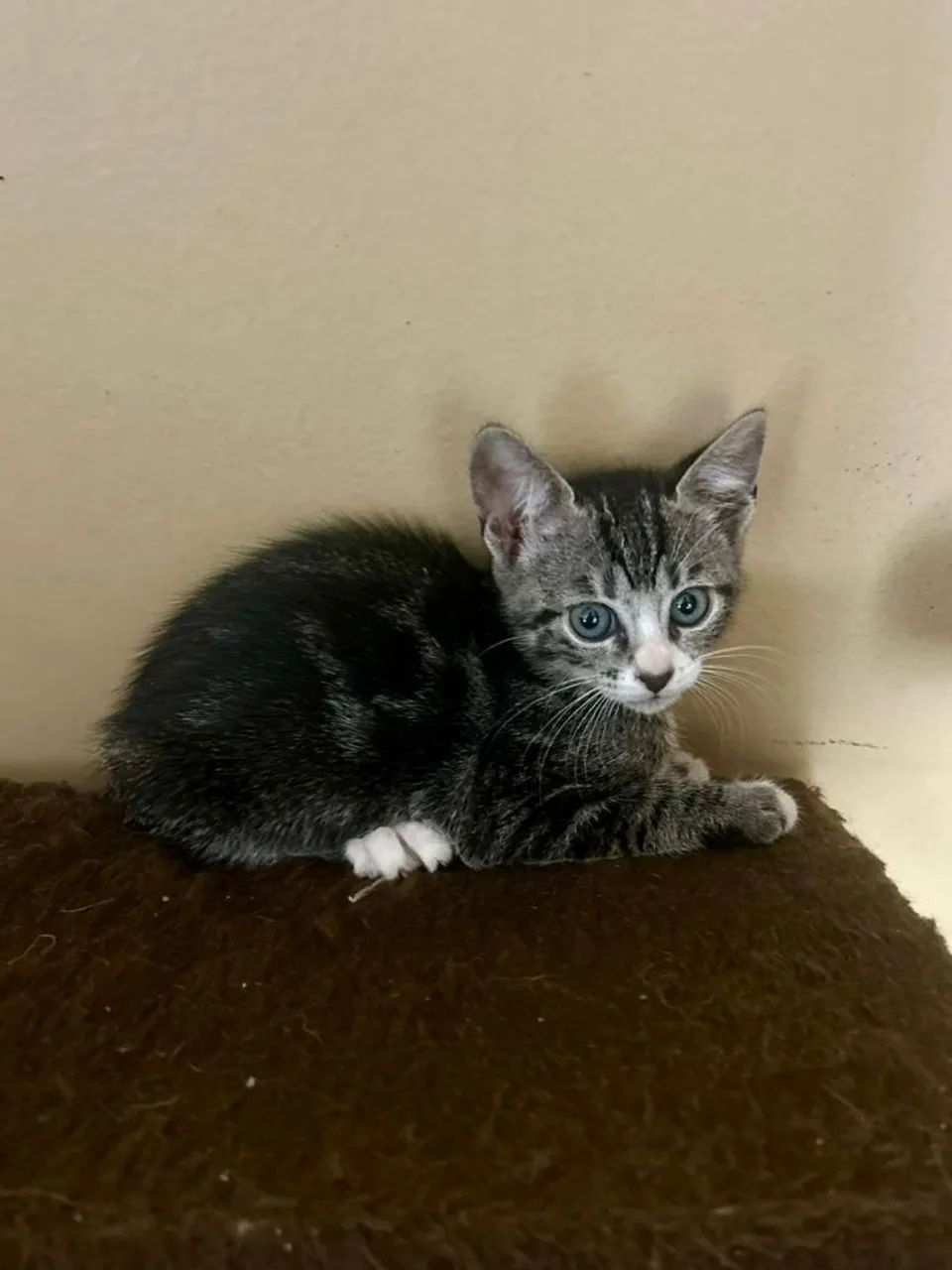 Adoção gatos filhotes  - Foto 4