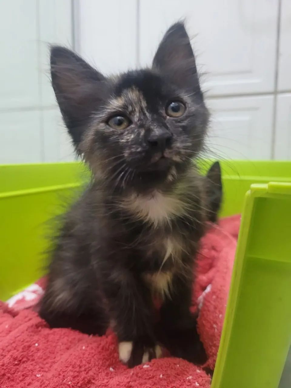 ADOÇÃO RESPONSÁVEL - FILHOTINHA GATINHA