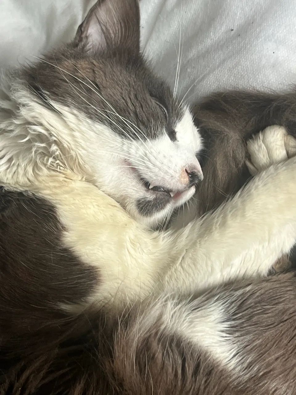 Doa- se este dócil gatinho - Foto 2