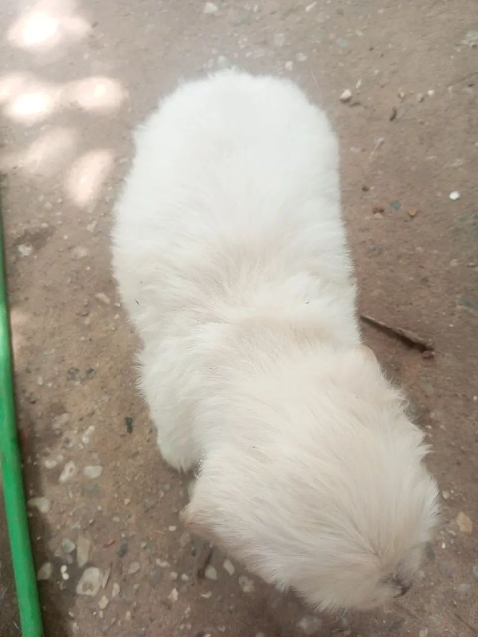 Poodle Tipo 1 - Foto 2