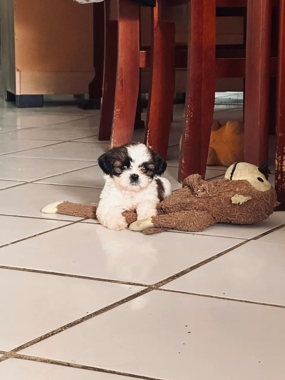 Shihtzu  - Foto 2