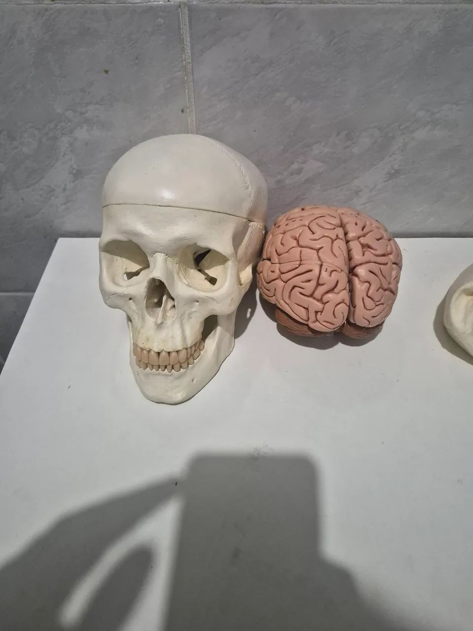 modelo anatômico em tamanho real de crânio humano com encéfalo