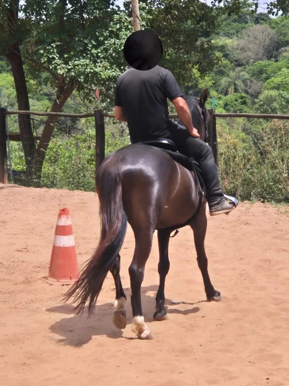 CAVALO CAMPEÃO MANGALARGA MARCHADOR - DAMASCO (10 ANOS - CASTRADO) - Foto 3