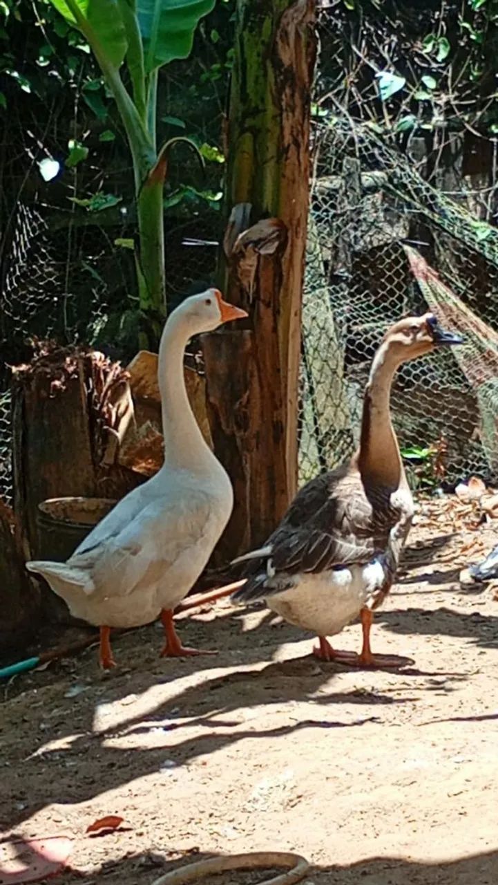 Terno de ganso - Foto 2
