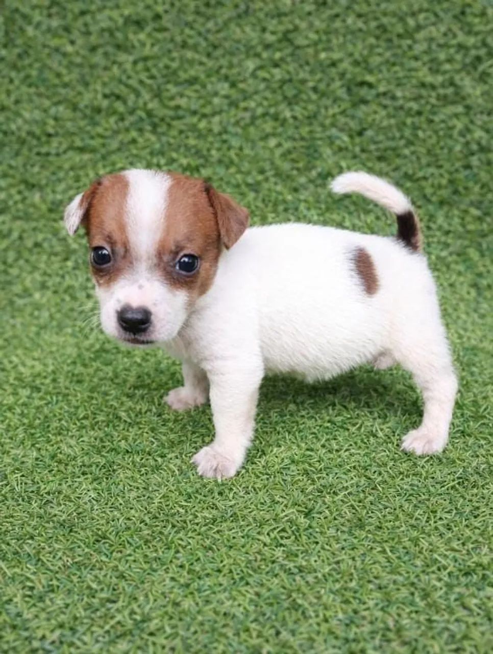 Jack Russel filhotes - Foto 2