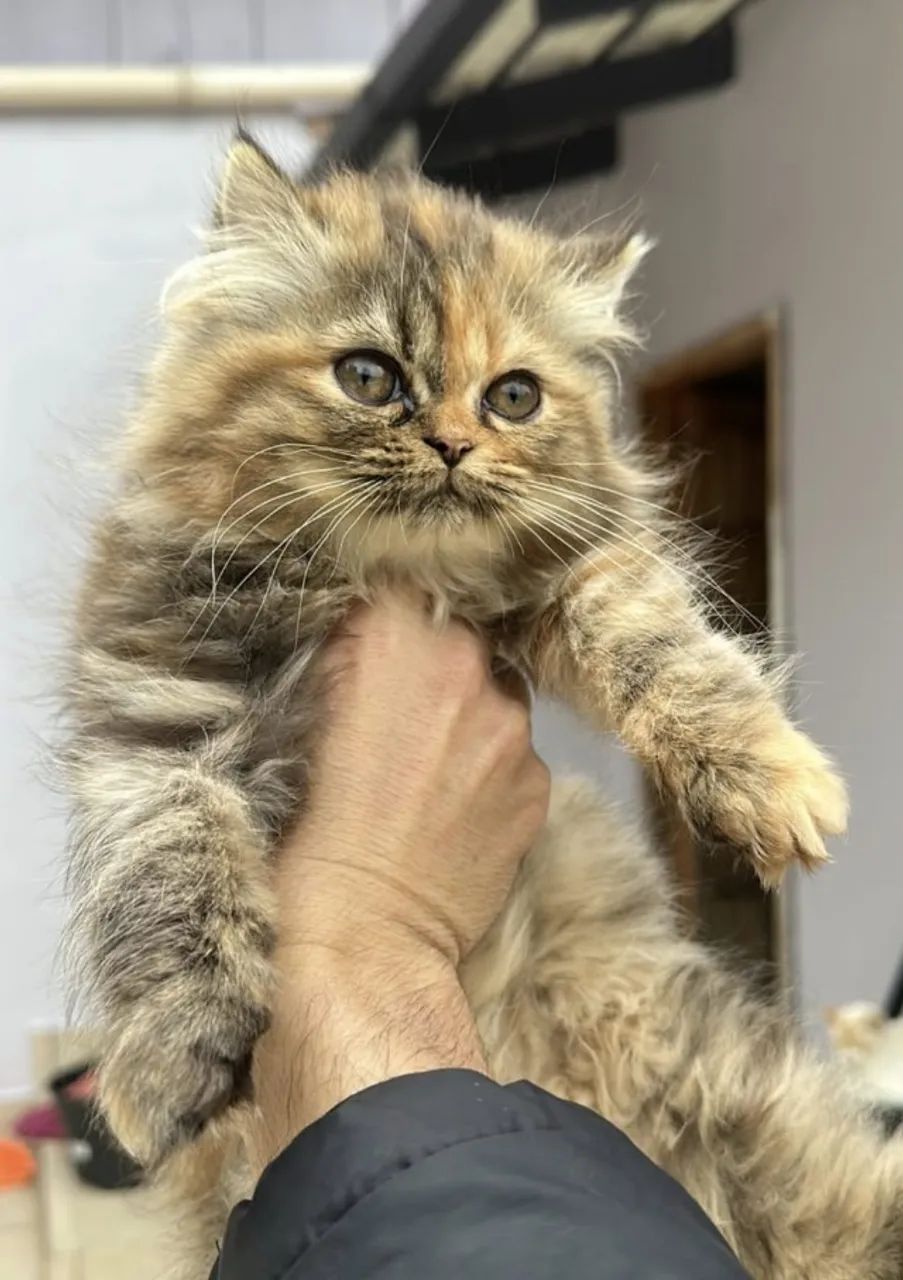 Gatos Persas - Foto 4