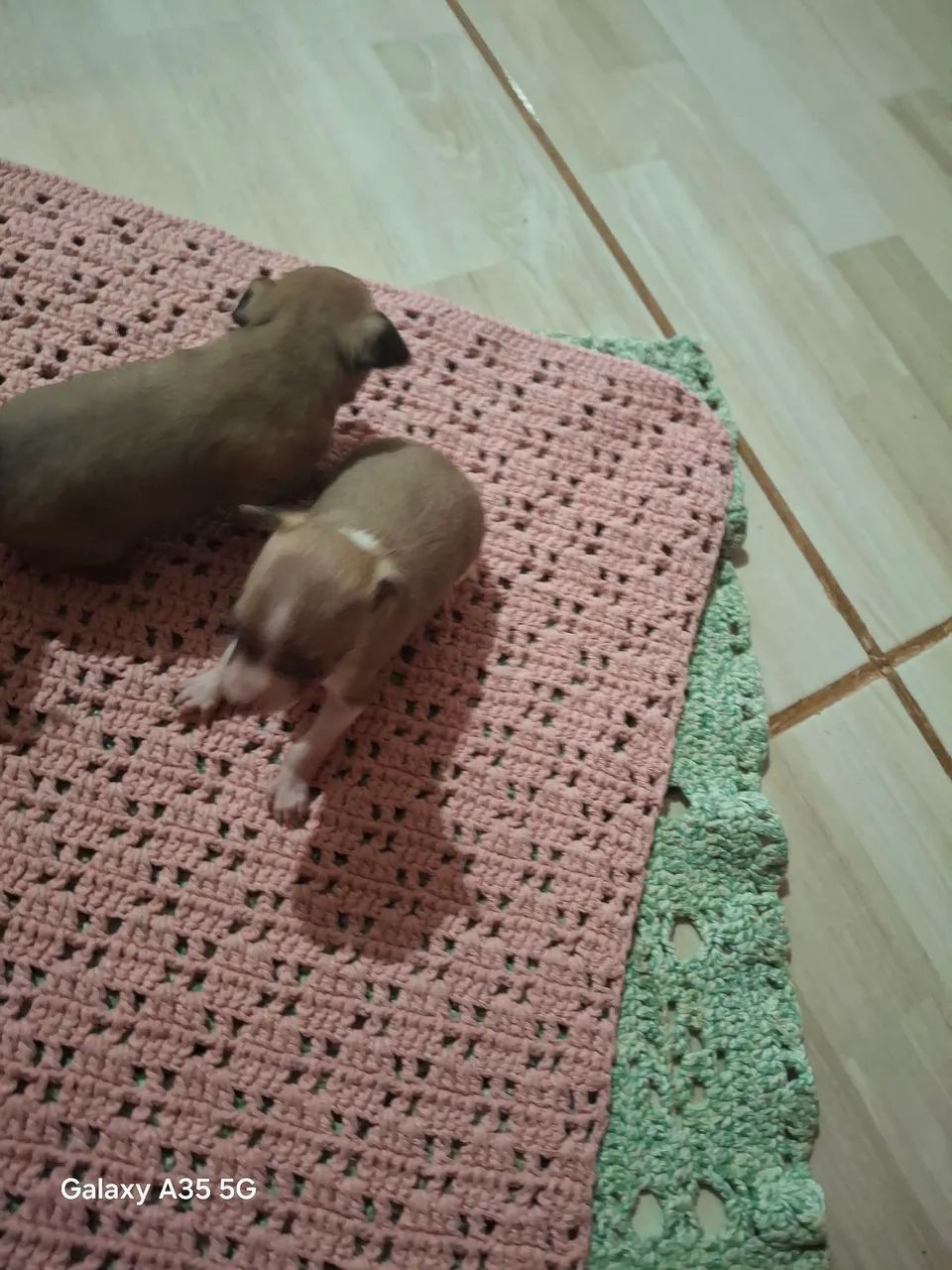 Vendo filhotes de pinscher  - Foto 3