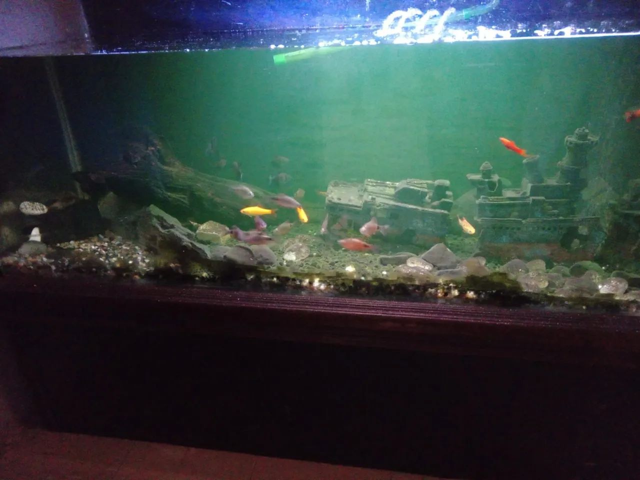 Aquário - Foto 2