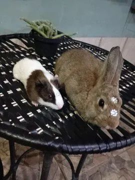 Porquinho da índia  - Foto 3