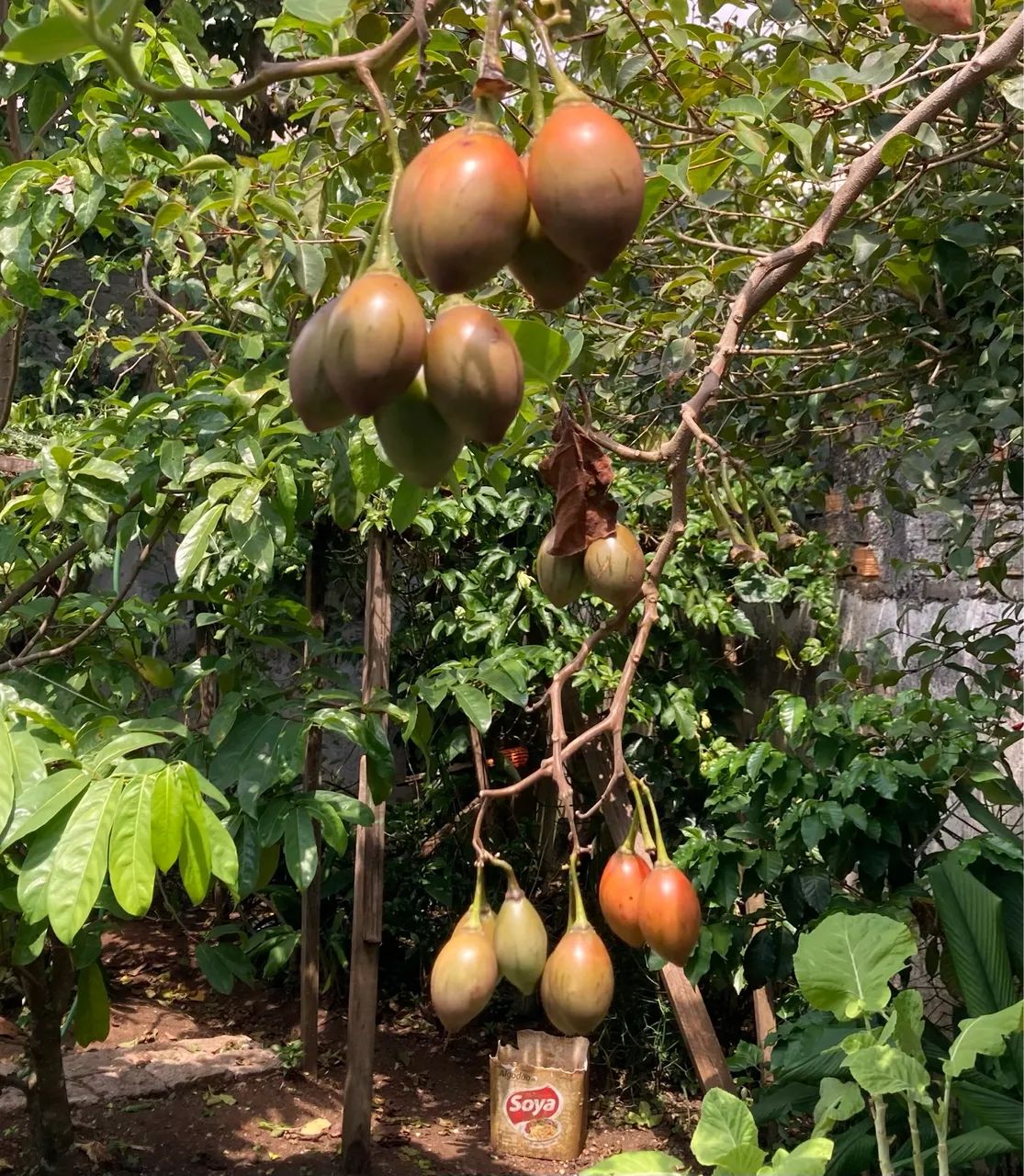 Vendo pé de tomate japonês produzindo. - Foto 3