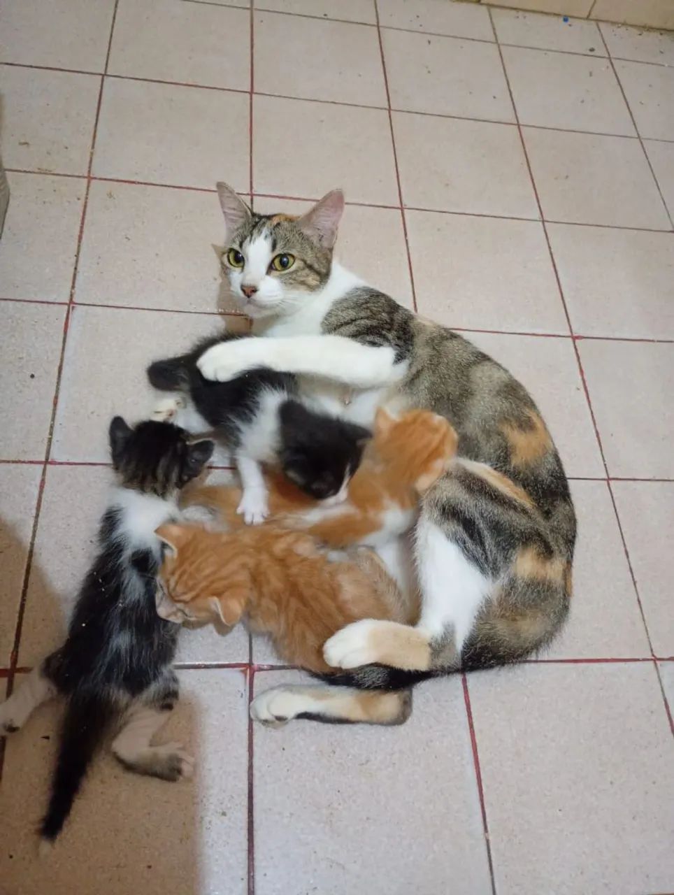 3 gatos machos e 1 fêmea (ver descrição completa)