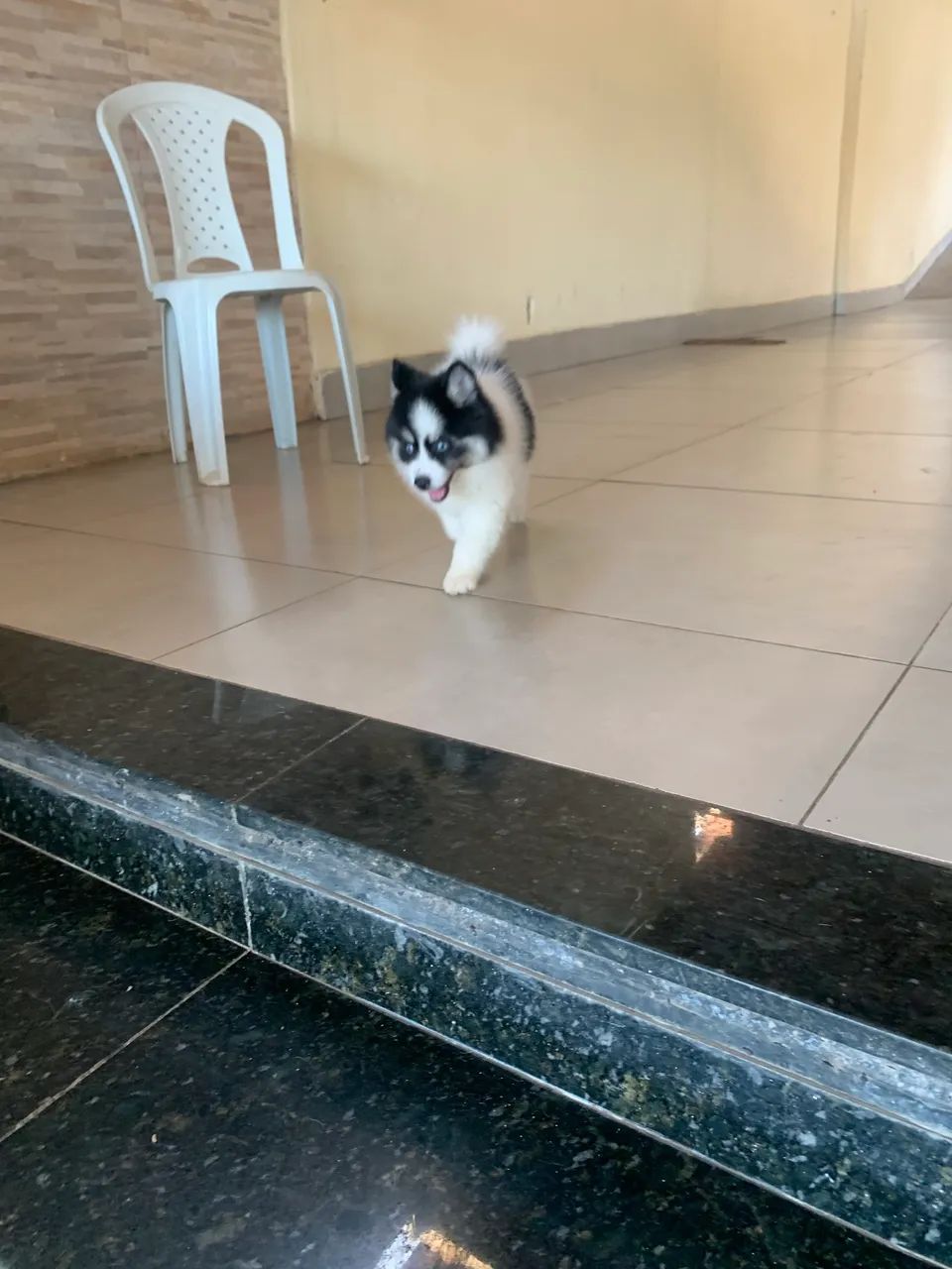 Filhote de Pomsky - Foto 5