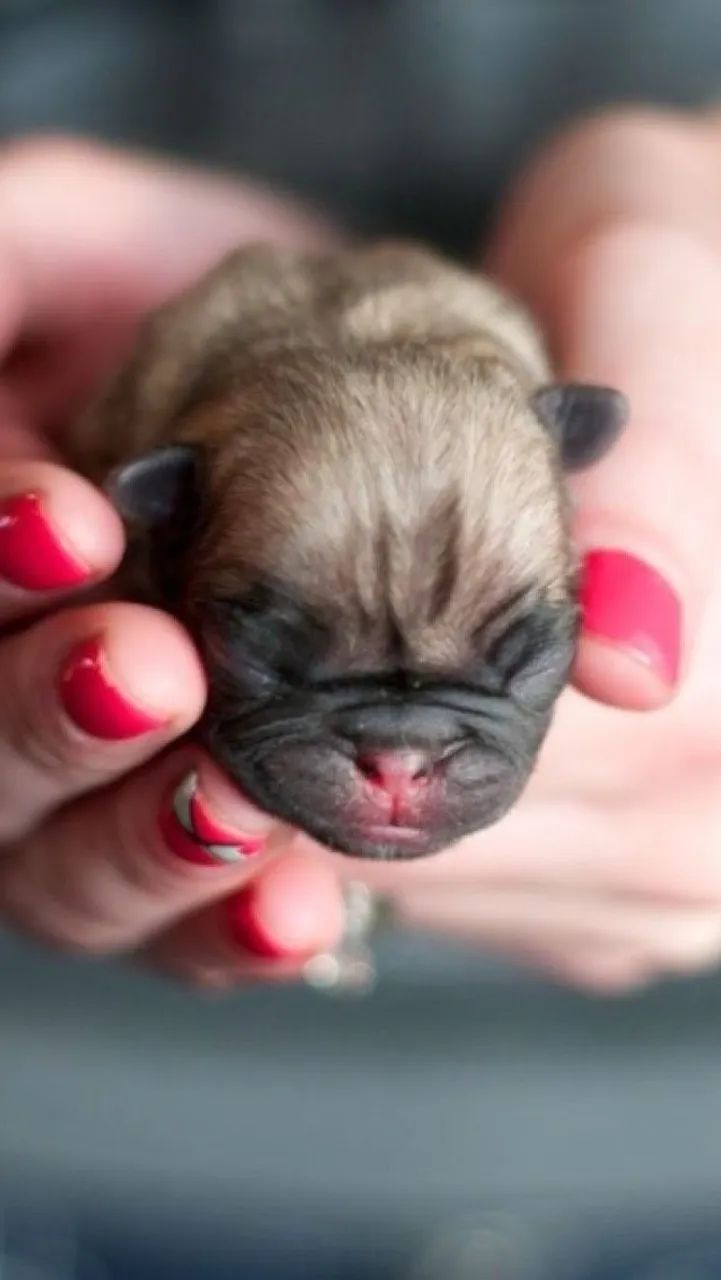 Pugs filhotes  - Foto 2