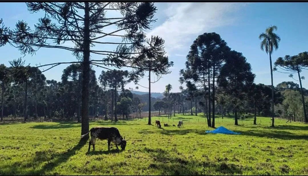 Foto - Curitiba - Atuba