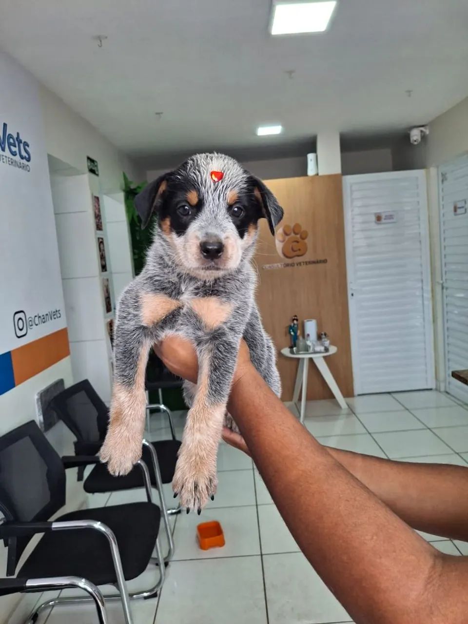 Filgote de Blue Heeler. 