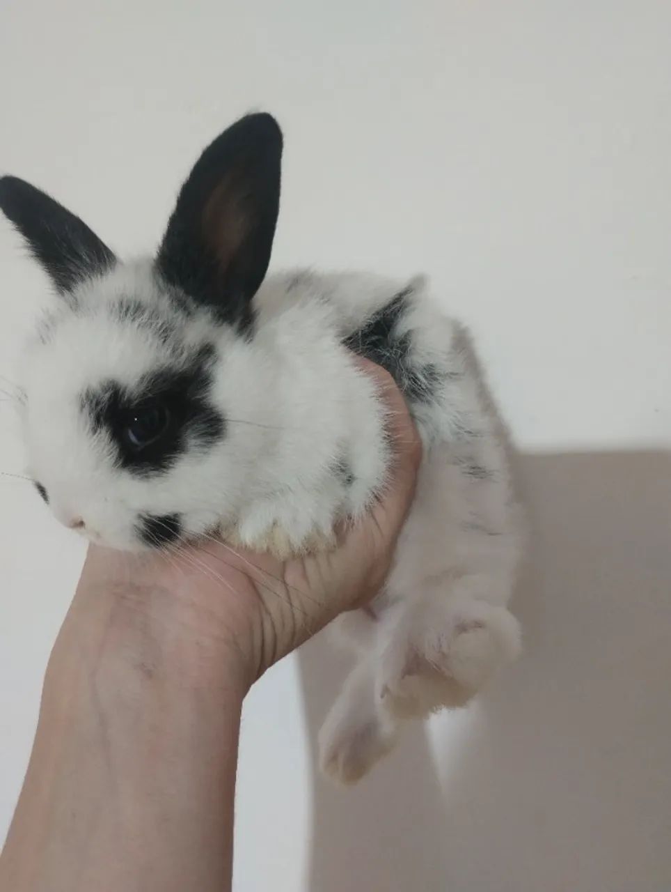 Vendo filhote de coelho  - Foto 2