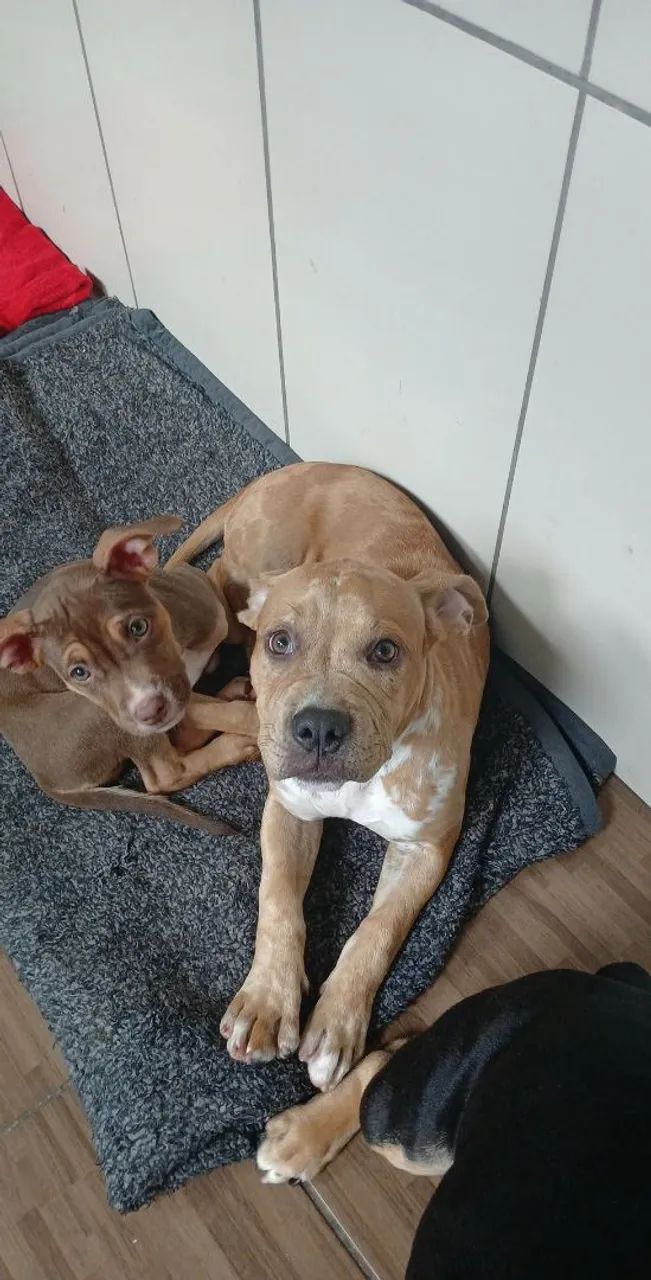 American bully merle  - Foto 2