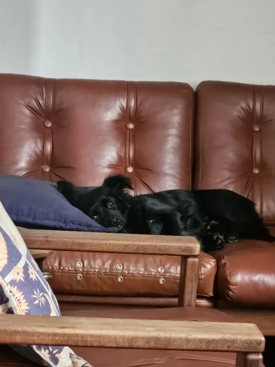 Cachorro  - Foto 3